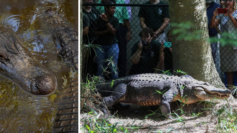 Photos of American Alligator