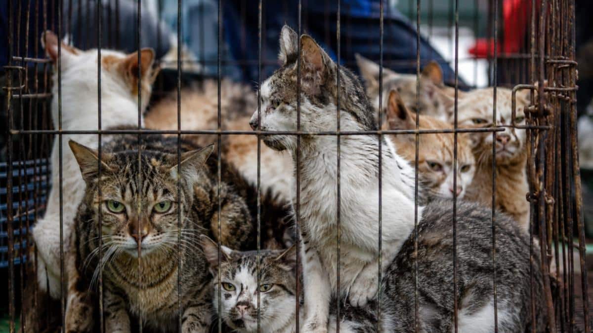 Vietnam police rescue over 500 cats in major crackdown on animal meat trade