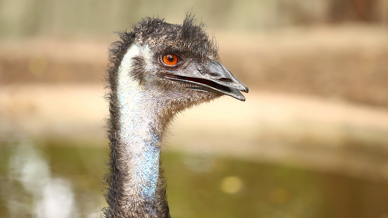What should we name North Jersey's runaway emu? Take our poll