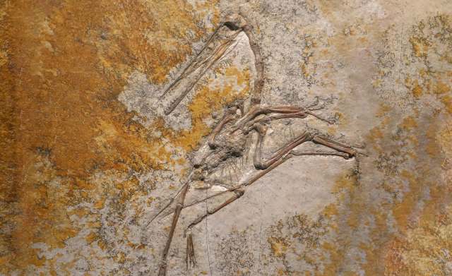 A donated bird bone leads Taiwan researchers to an extinct Ice Age ...