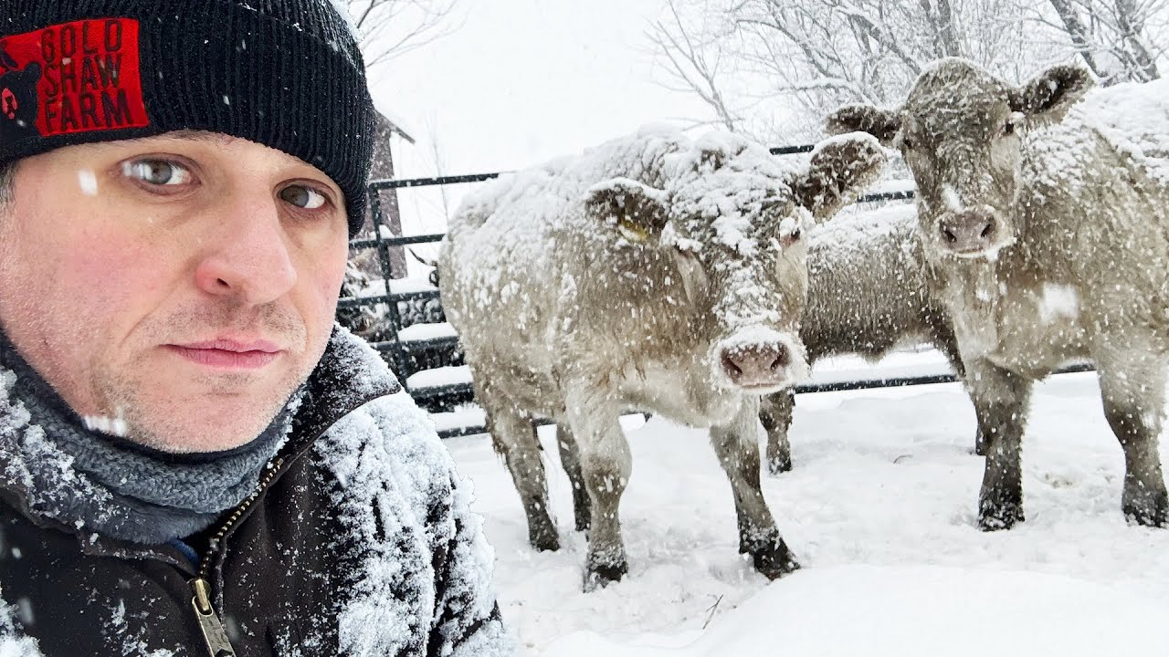 Discover the rare white cows joining our farm