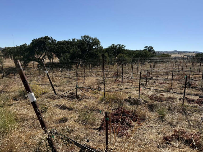 A new 'cabin hotel' could be coming to SLO County wine country. See ...
