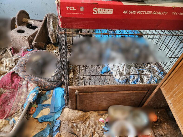 28 cats rescued, 73 found dead inside Lapeer County home