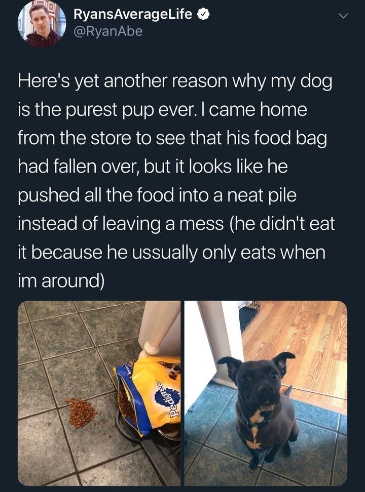 A spilled dog food bag with a neat pile of kibble next to it. A dog sits calmly in the next image, not having eaten the food