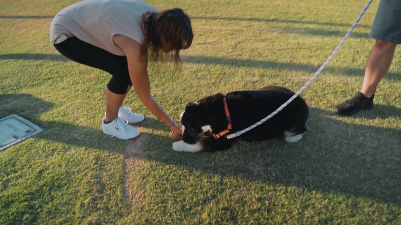 Common missteps that sabotage dog training success