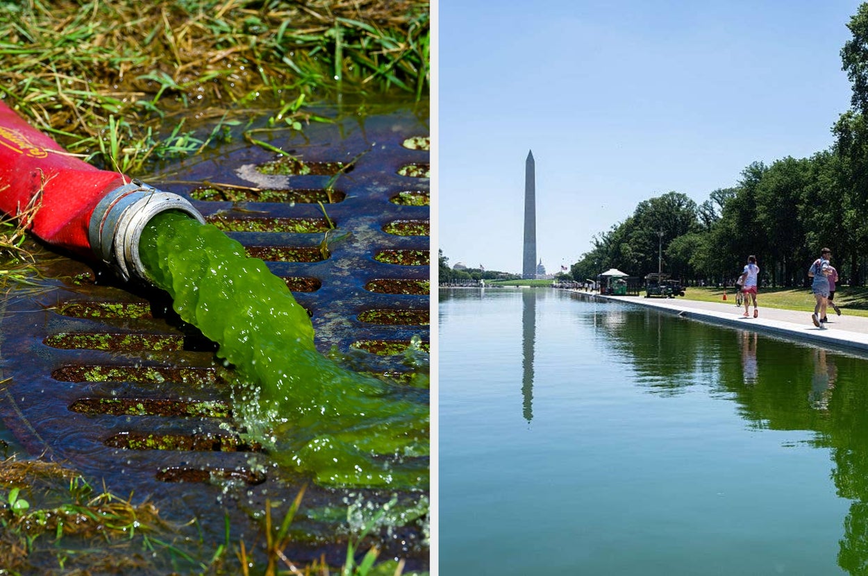 Soooo, here's what all of that hydrogen peroxide did to the reflecting pool