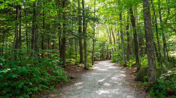 A packed gravel trail winds through a dense forest near North Conway, New Hampshire in the summer.