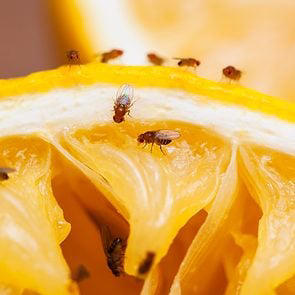 Don't make this common mistake with ants—or you could have a whole ant ...