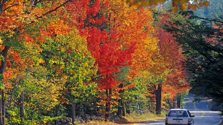 A car drives down the road, framed by vibrant, fiery fall foliage in North Conway, NH.