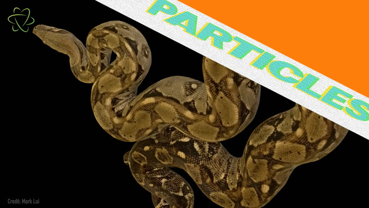 Gallery Detail: Can Boa Constrictors Breathe While They Constrict