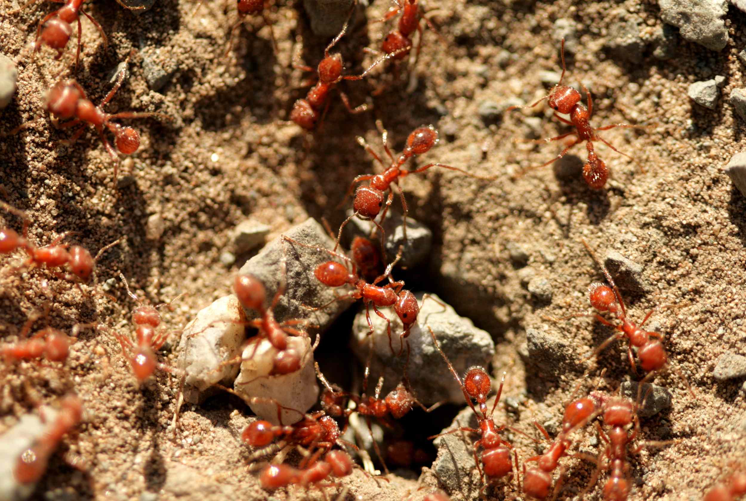 How to eliminate fire ants in your yard naturally, according to ...