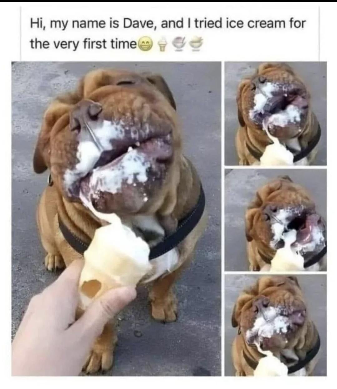 Dog named Dave enjoys trying ice cream for the first time, with joyful, messy eating shown in multiple photos