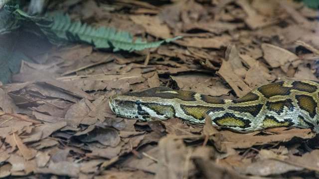 Everglades hiker catches invasive python, waits for ranger, and gets a ...