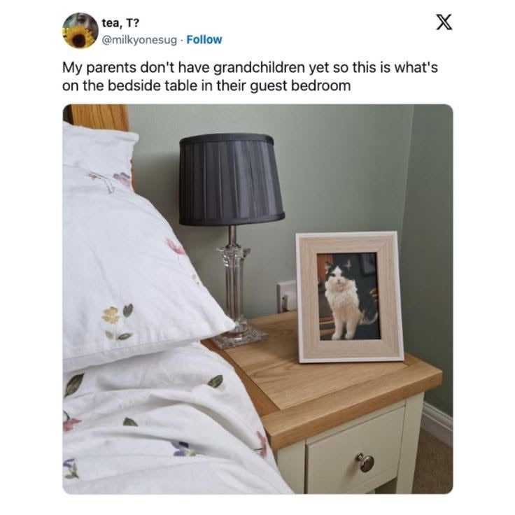 A bedside table with a floral duvet, lamp, and a framed photo of a fluffy cat. Tweet above humorously mentions it in place of grandchildren