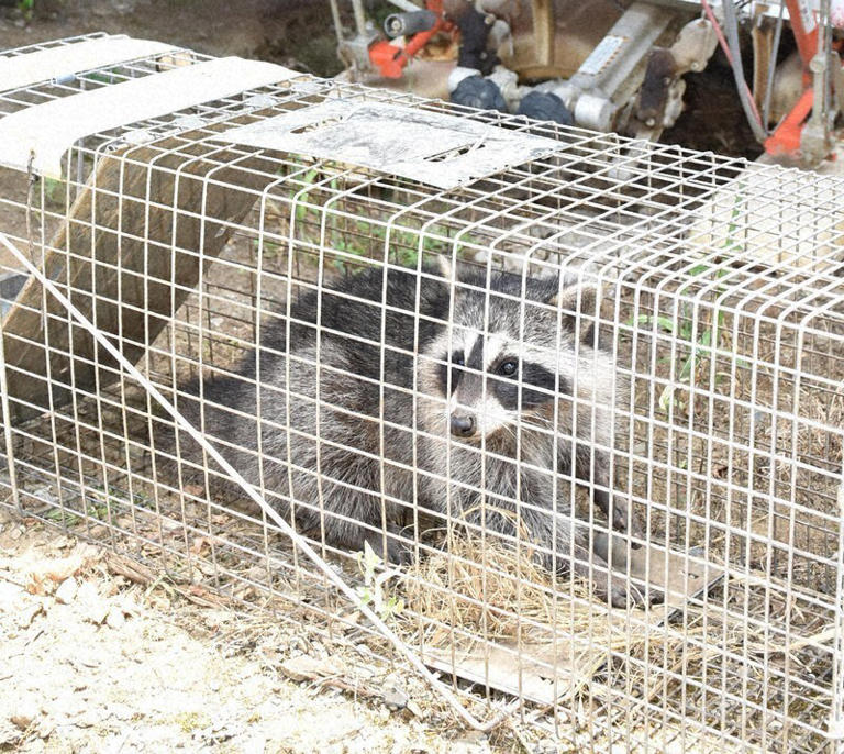 Raccoons ravage watermelon fields in Japan's Chiba Pref. as damage mounts