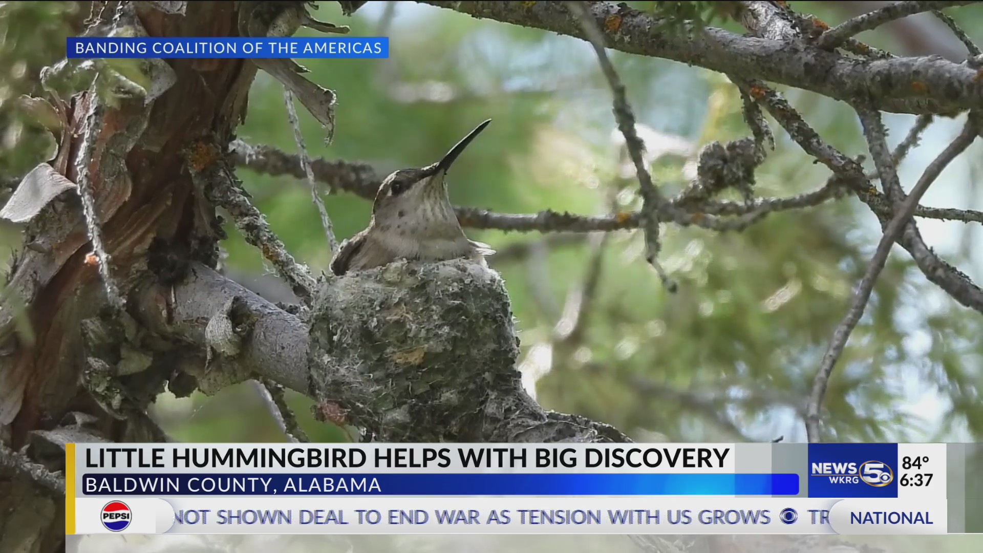 Baldwin County researchers track hummingbird from Alabama to Alaska ...
