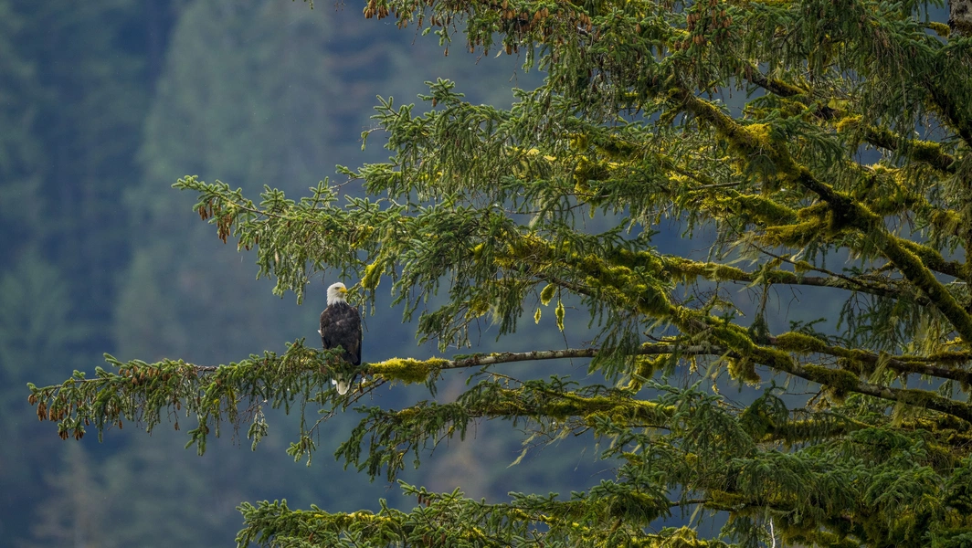 Guidelines for ethical bald eagle watching