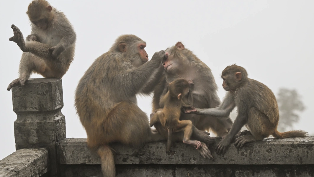How primates perceive selves and others