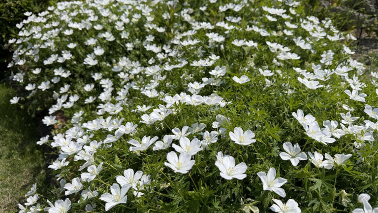 手間いらずで毎年花が咲く「植えてよかった！純白の花」で初夏の