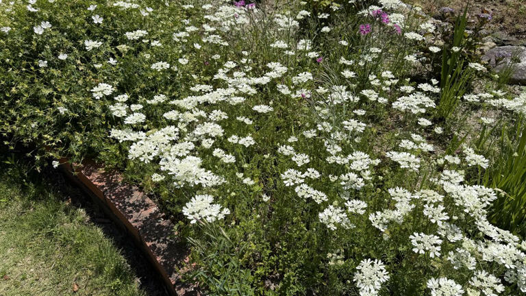 手間いらずで毎年花が咲く「植えてよかった！純白の花」で初夏の