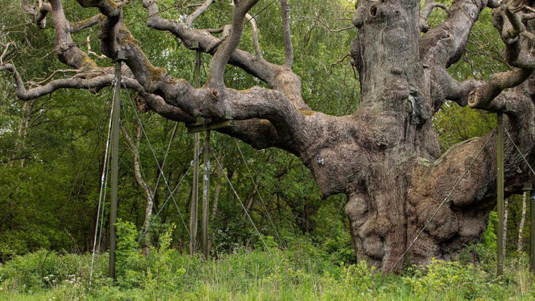 Ancient 'Robin Hood' tree is dead, experts say