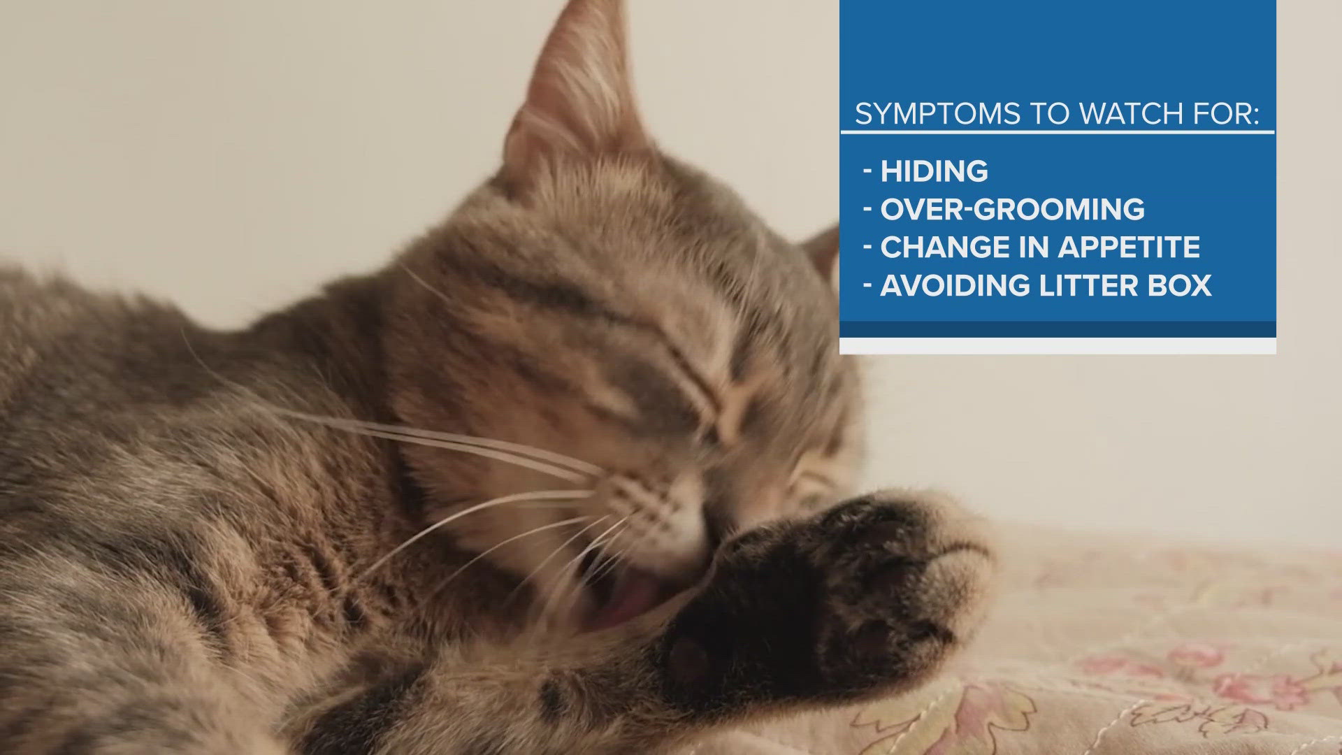 When your pet's behavior could be a cry for help: Ready Pet Go!