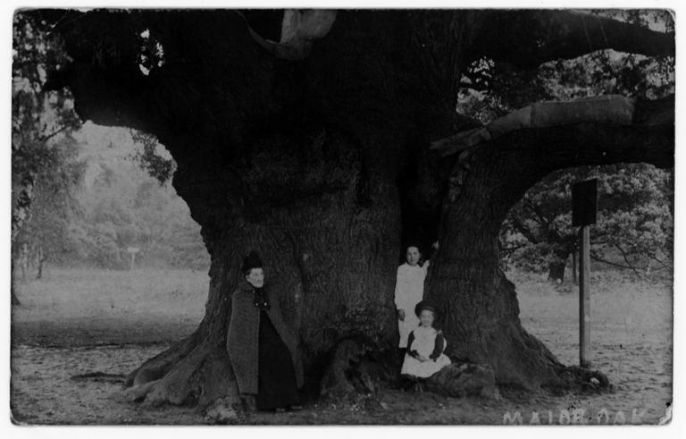 ‘Heartbreaking for everyone’: Robin Hood’s ancient Major Oak tree dies