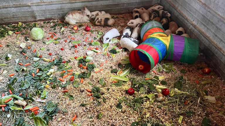 Indiana animal sanctuary helps rescue more than 70 guinea pigs from ...
