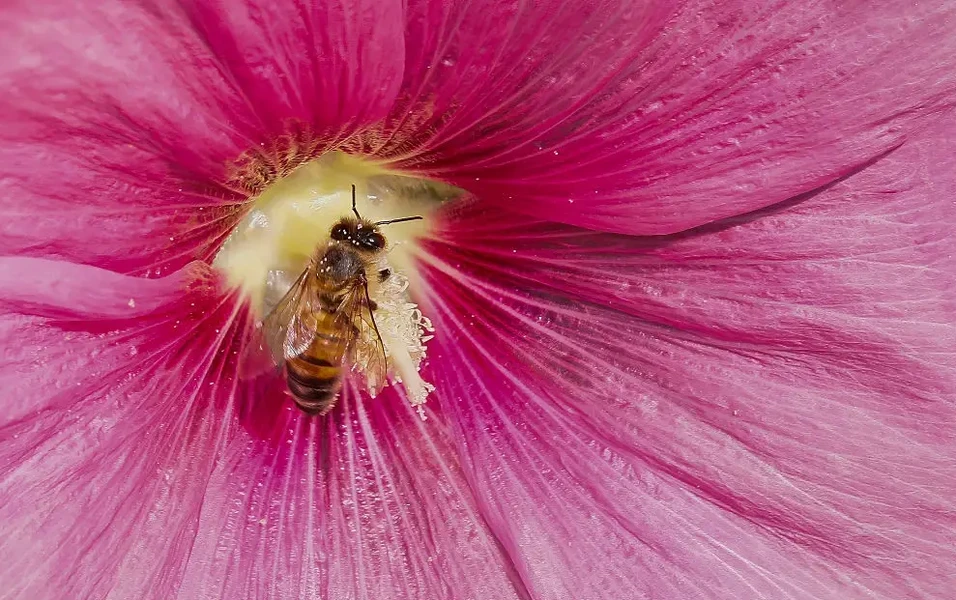 June planting guides spotlight pollinator-friendly flowers and ...