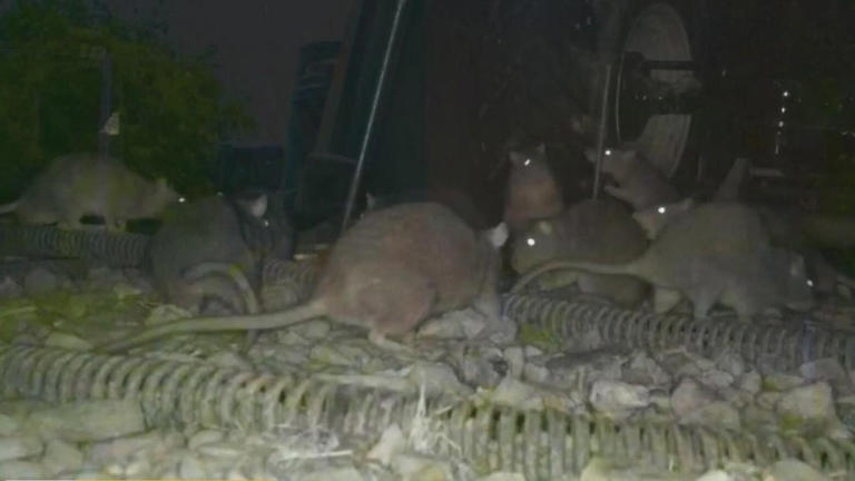 Hundreds of rats are running rampant in Rostraver Township. Residents ...