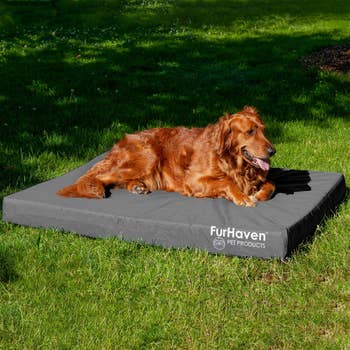 Dog resting on a FurHaven pet mattress outdoors