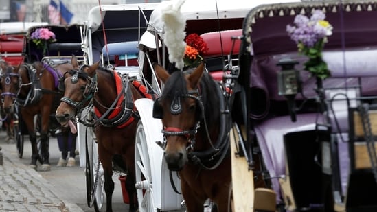 Indian teen dies in freak horse carriage accident at Central Park ...