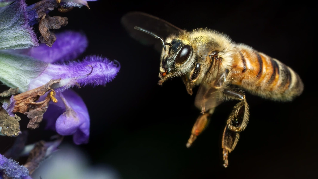 June planting guides spotlight pollinator-friendly flowers and ...
