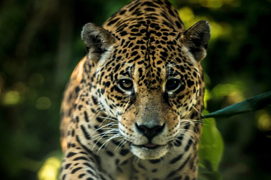 Prowling cats, pink dolphins and giant eagles: 16 incredible photos ...