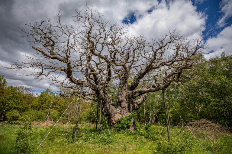 ‘Heartbreaking for everyone’: Robin Hood’s ancient Major Oak tree dies