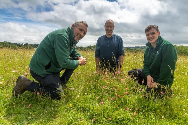 Stretch of barren Dorset land transformed into nature haven for wildlife
