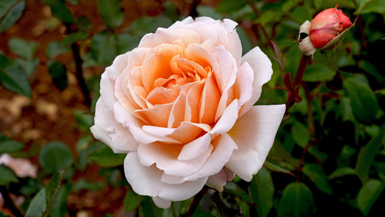 How to choose the best rose for your garden — it’s not just about the scent
