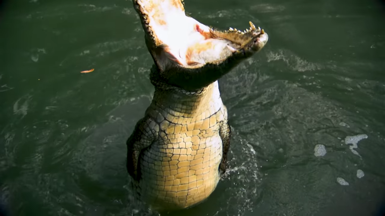 Watch a crocodile explode from the water – then tear into prey