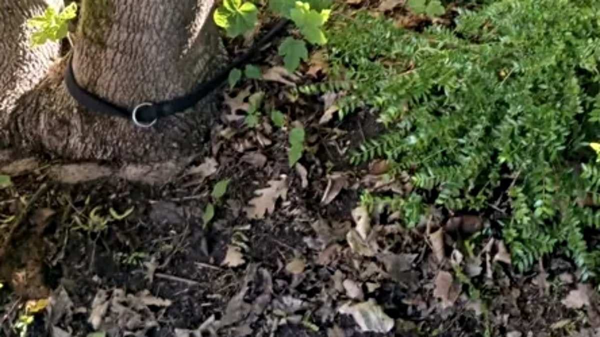 rescuers-find-abandoned-dog-is-chipped-but-the-situation-turns-into-a