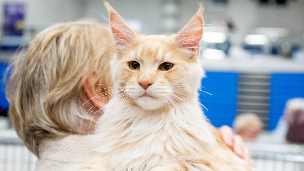 Picture Idea: Affectionate And Playful Maine Coon Traits