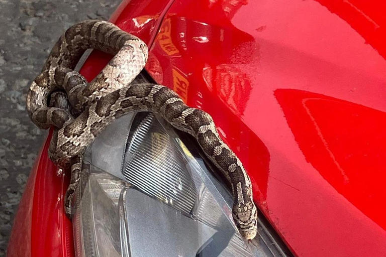 Trapped snake rescued after 20-mile trip from Bridlington to ...