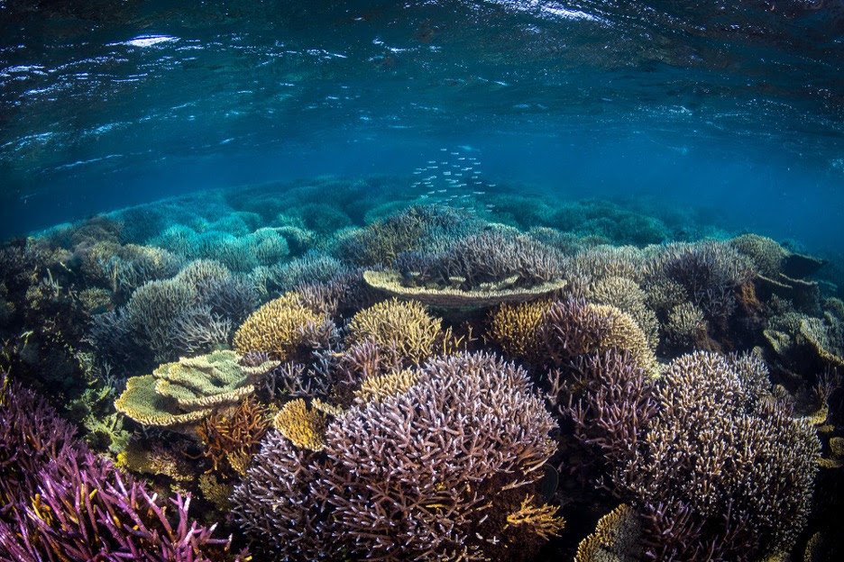 5 countries join global commitment to protect climate-resilient coral ...