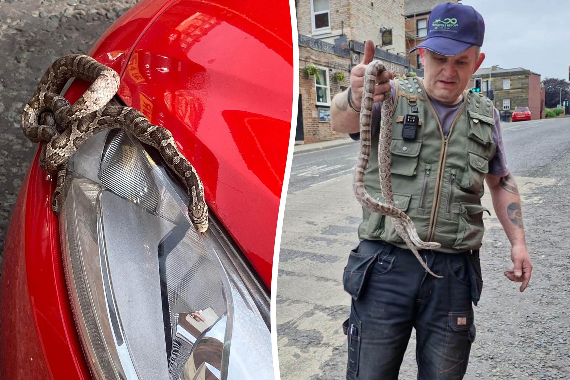 Trapped snake rescued after 20-mile trip from Bridlington to ...