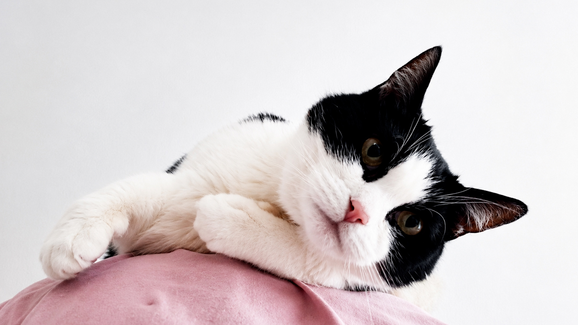 Cat reveals the secret of perfect purring