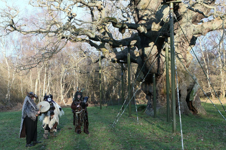 a-look-back-at-the-major-oak-over-the-years-as-experts-confirm-it-has-died