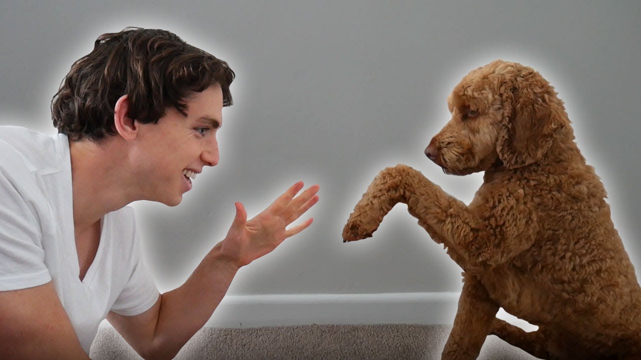 Creator teaches his dog to play rock, paper, scissors