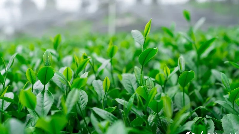 China brews global matcha success