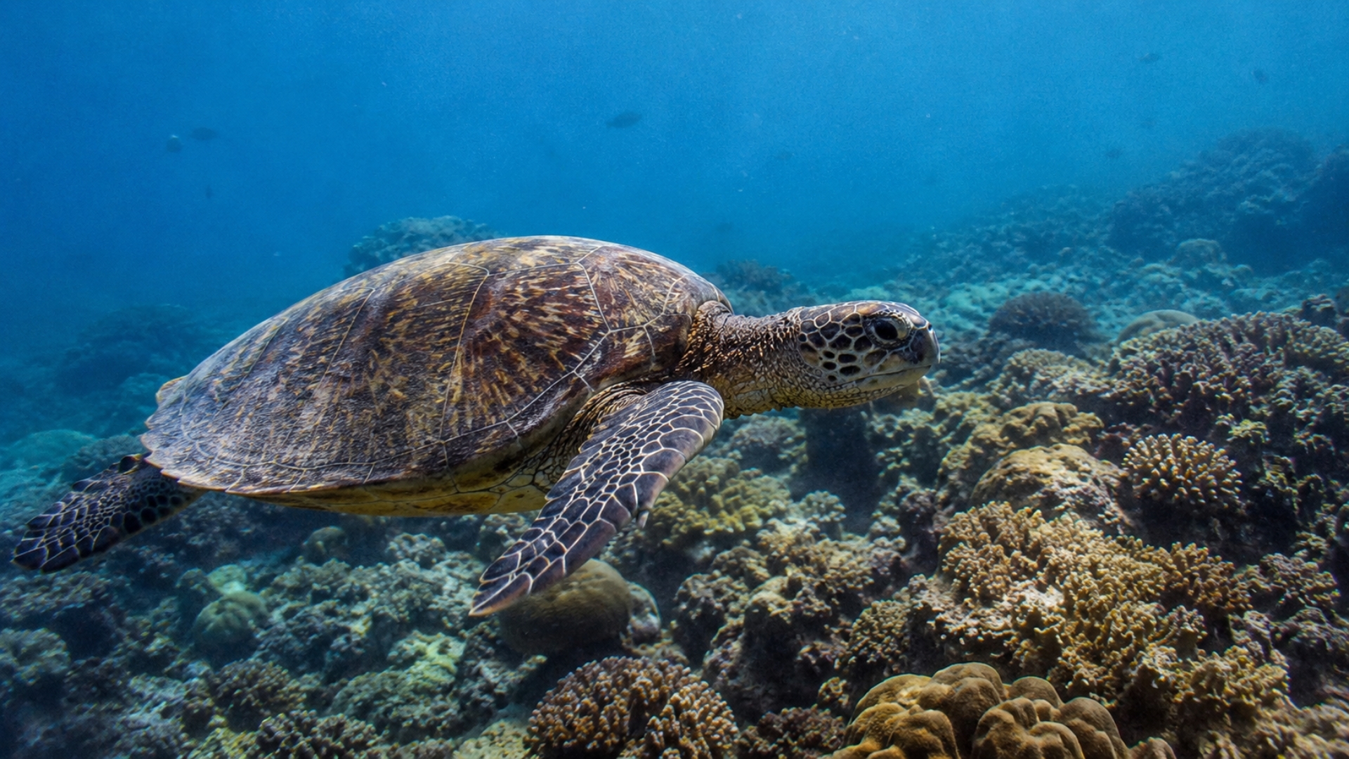 DNA is becoming a new weapon against sea turtle trafficking