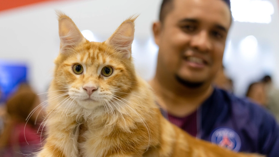 A closer look at Ideal Weight Range For Playful Maine Coon