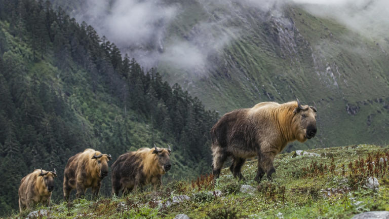 A rare Mishmi takin herd in Sikkim shows how little we know about ...